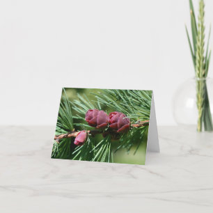 Baby Pinecones Nature Photography Note Card