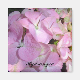 Baby Pink Hydrangeas Magnet