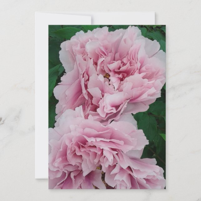 Baby Pink Peony Flowers Card (Front)