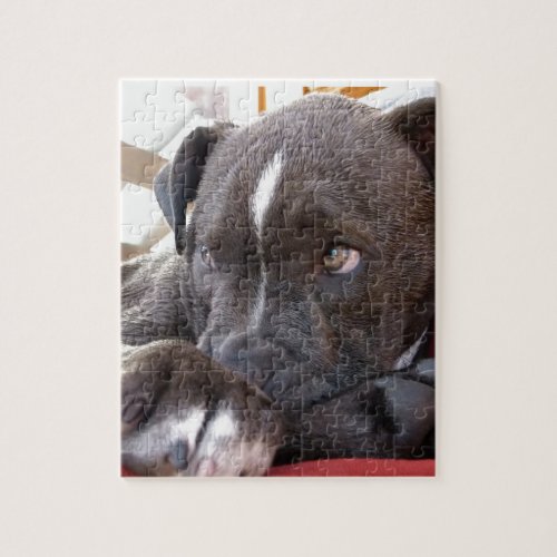 Baby Pitbull Puppies Jigsaw Puzzle