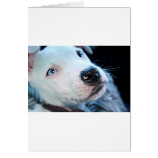Baby Pitbull Puppy Cards (Front)