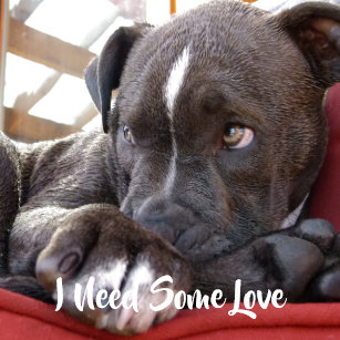 pet s gallery