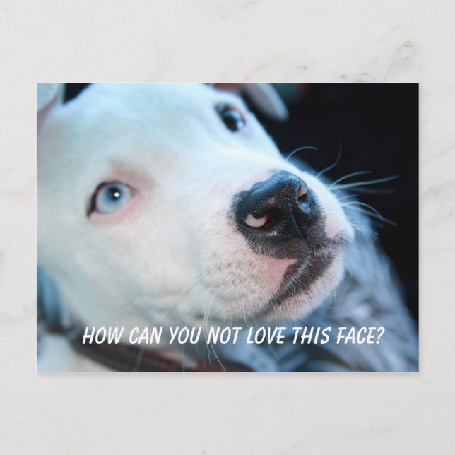 Baby Pitbull Puppy Postcard (Front)