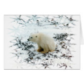 baby polar bear (Front Horizontal)