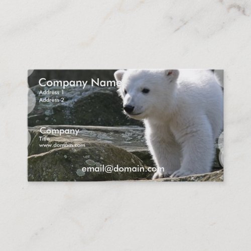 Baby Polar Bear Business Card