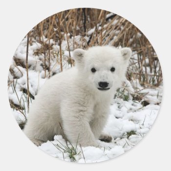 Baby Polar Bear Classic Round Sticker by thecoveredbridge at Zazzle