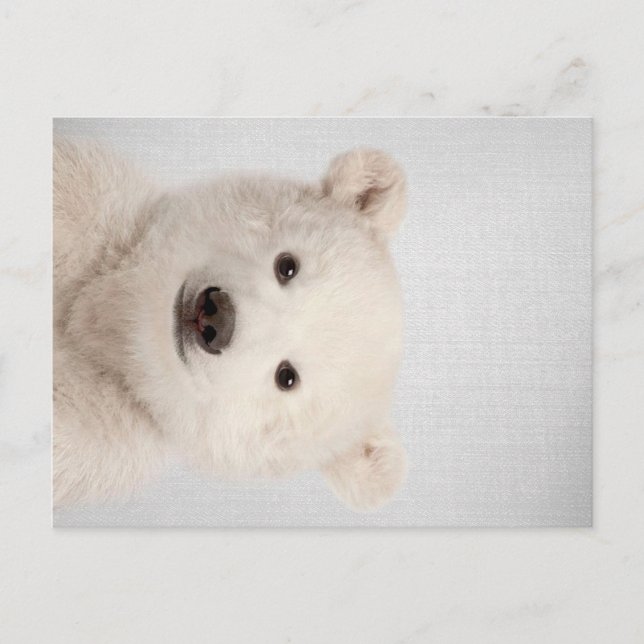 Baby Polar Bear Colorful Holiday Postcard (Front)