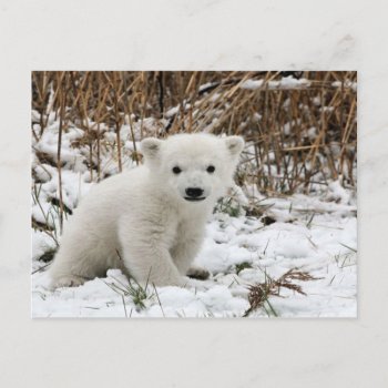 Baby Polar Bear Postcard by thecoveredbridge at Zazzle