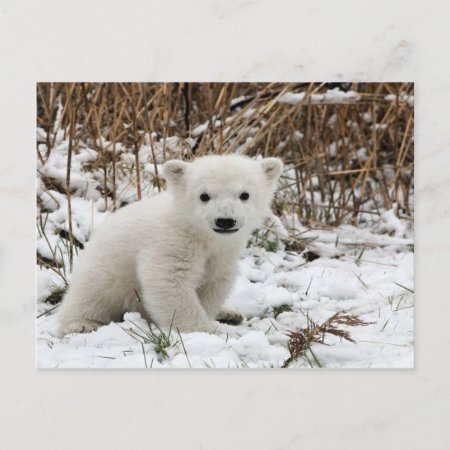 Baby Polar Bear Postcard