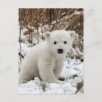 Baby Polar Bear Postcard by thecoveredbridge at Zazzle