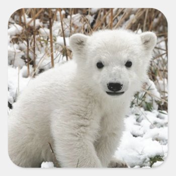 Baby Polar Bear Square Sticker by thecoveredbridge at Zazzle