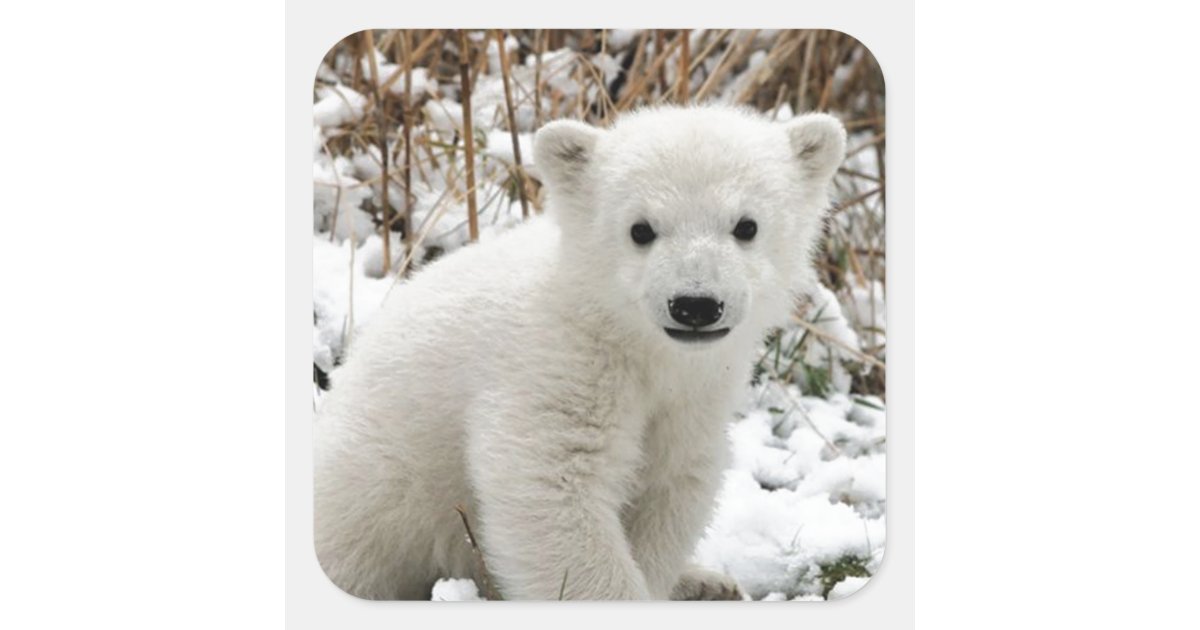 Baby Polar Bear Stickers, Zazzle