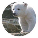 Baby Polar Bear STicker