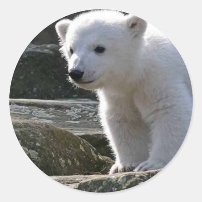 Baby Polar Bear STicker (Front)