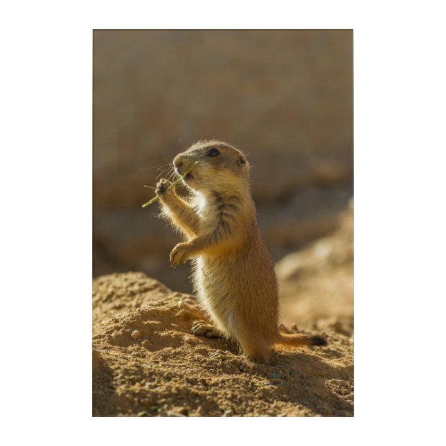 Baby prairie dog eating, Arizona Acrylic Print (Front)