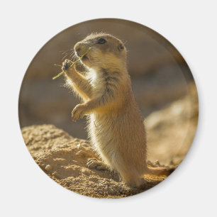 Baby prairie dog eating, Arizona Magnet