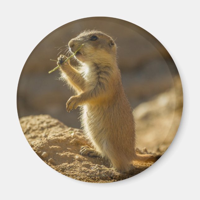 Baby prairie dog eating, Arizona Magnet (Front)