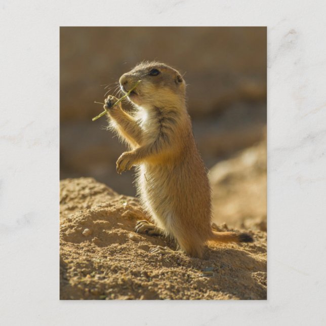 Baby prairie dog eating, Arizona Postcard (Front)