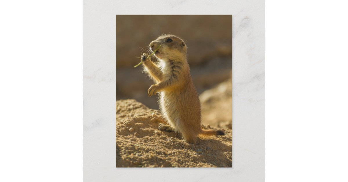 what are prairie dog babies called