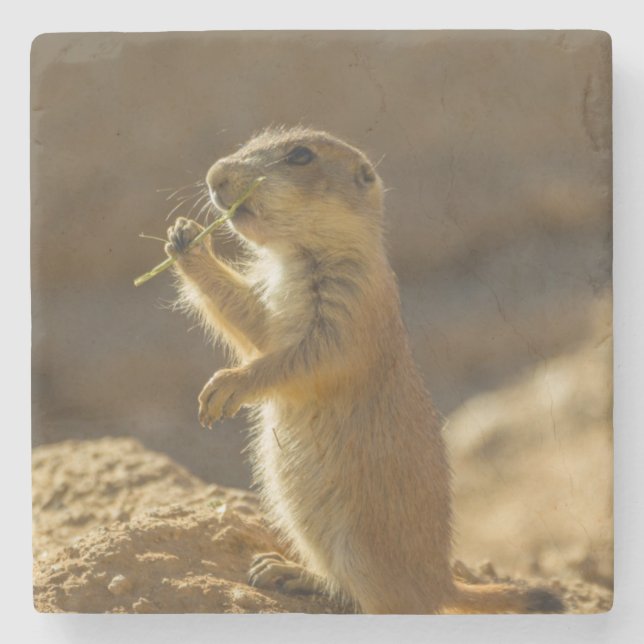 Baby prairie dog eating, Arizona Stone Coaster (Front)