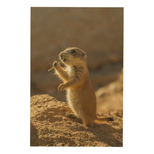 Baby prairie dog eating Arizona Wood Wall Decor