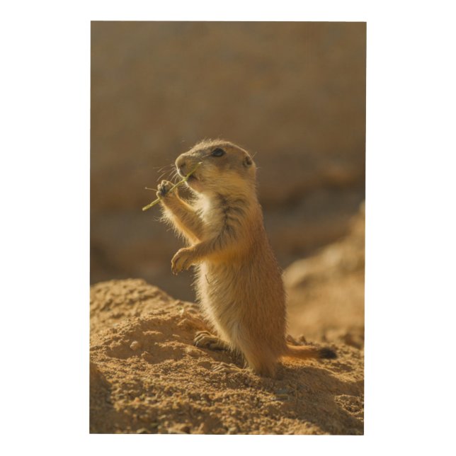 Baby prairie dog eating, Arizona Wood Wall Decor (Front)
