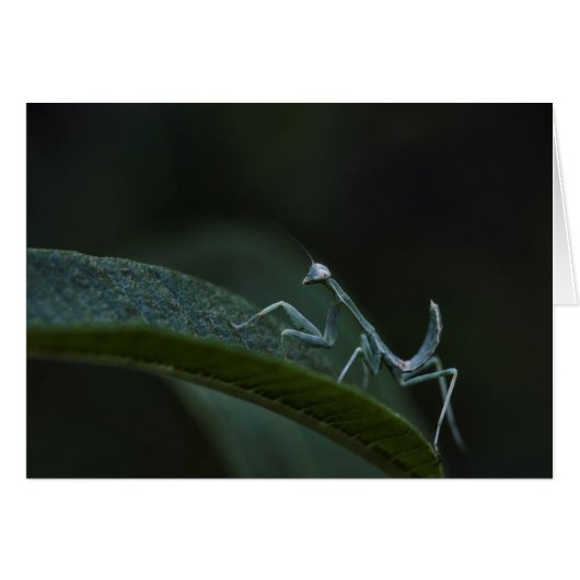 Baby Praying Mantis Cards (Front Horizontal)