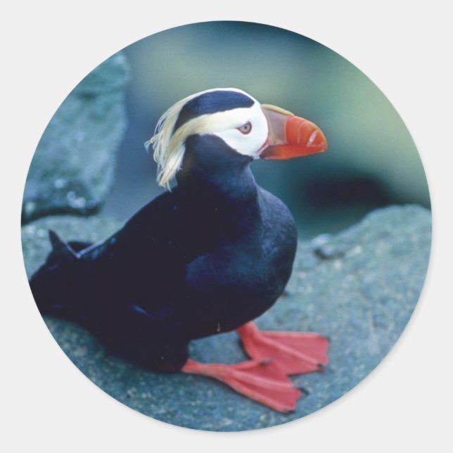 Baby Puffin Classic Round Sticker (Front)