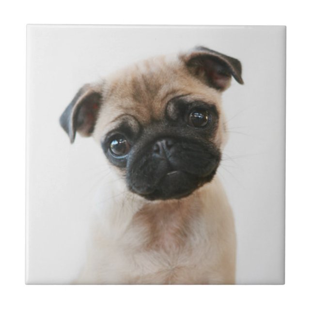 Baby Pug Portrait Ceramic Tile (Front)