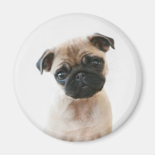 Baby Pug Portrait Magnet
