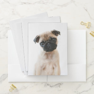 Baby Pug Portrait Pocket Folder