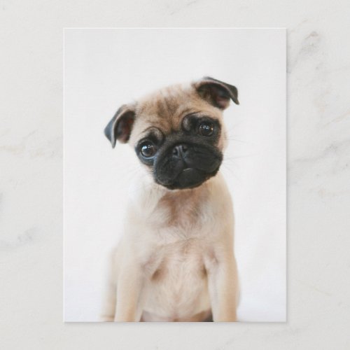 Baby Pug Portrait Postcard