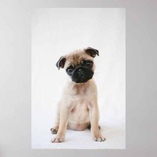 Baby Pug Portrait Poster