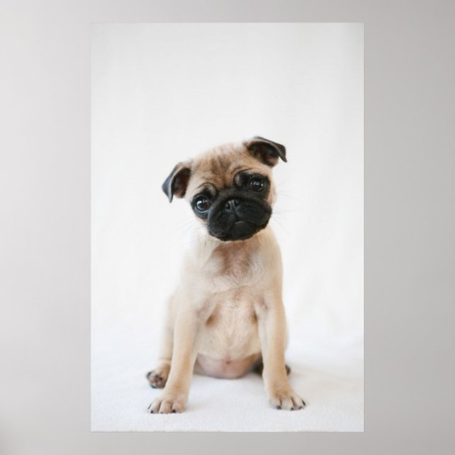 Baby Pug Portrait Poster (Front)