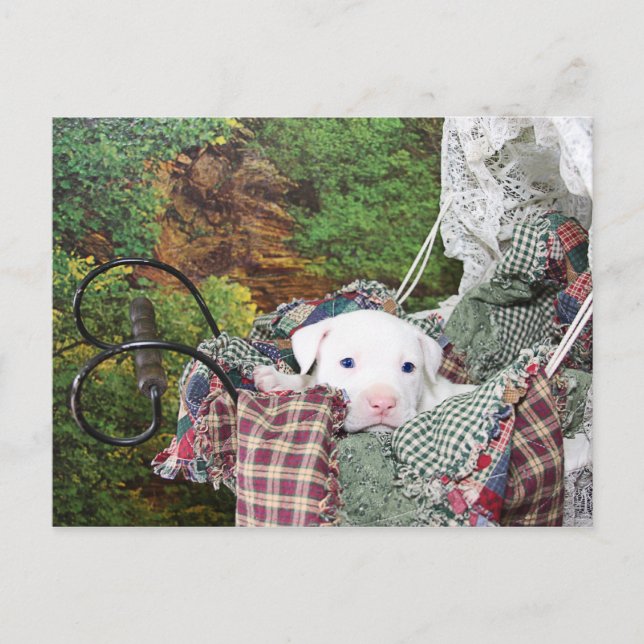 Baby Puppy Carriage Ride Postcard (Front)