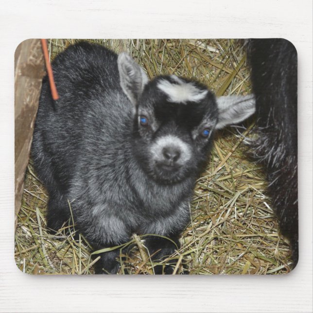 Baby Pygmy Goat Mouse Pad (Front)