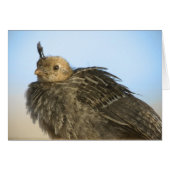 Baby Quail (Front Horizontal)