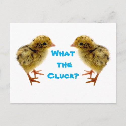 Baby Quail Chick Postcard