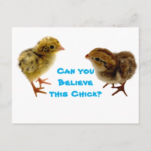 Baby Quail Chick Postcard