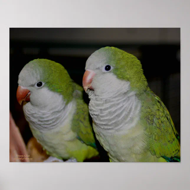 Baby Quaker Parrot Pair #2 Poster Zazzle