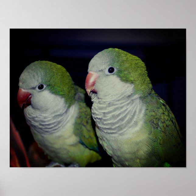 Baby Quaker Parrot Pair 2  Poster (Front)