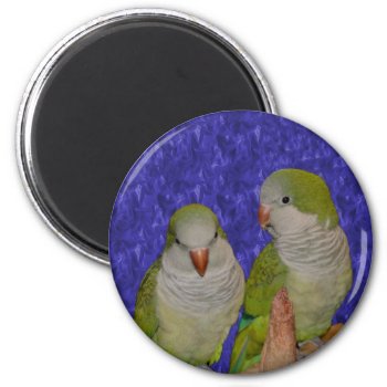 Baby Quaker Parrot Pair Animal Magnet by SmilinEyesTreasures at Zazzle