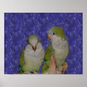 Baby Quaker Parrot Pair Photo Painting Poster