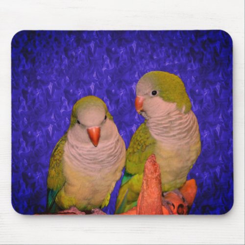 Baby Quaker Parrots Animal  Mouse Pad