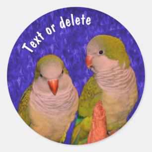 Baby Quaker Parrots Animal Personalized Classic Round Sticker