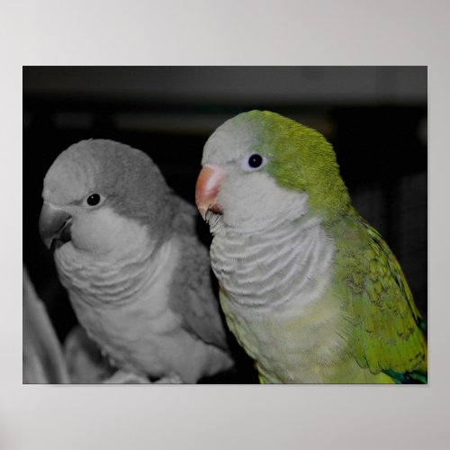 Baby Quaker Parrots Partial Color Poster