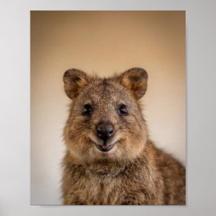 Baby Quokka Portrait – Cute Nursery Animal Wall Ar Poster