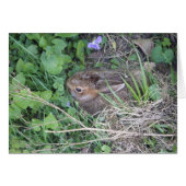 Baby Rabbit Blank Card (Front Horizontal)