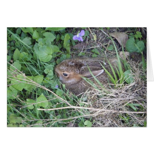 Baby Rabbit Blank Card (Front Horizontal)