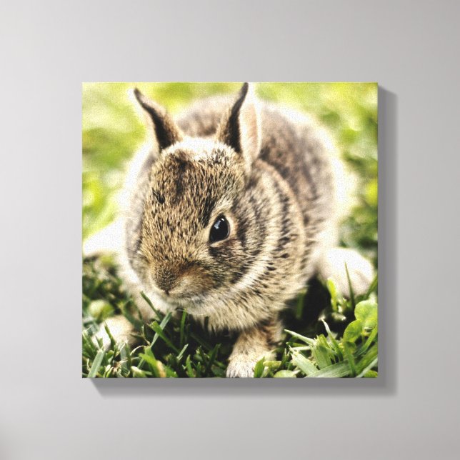 Baby Rabbit Canvas Print (Front)
